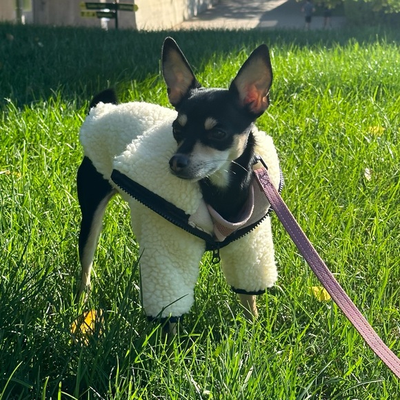 Hilary’s Hounds Custom Made Sherpa Fleece Lined Coat - Picture 3 of 5